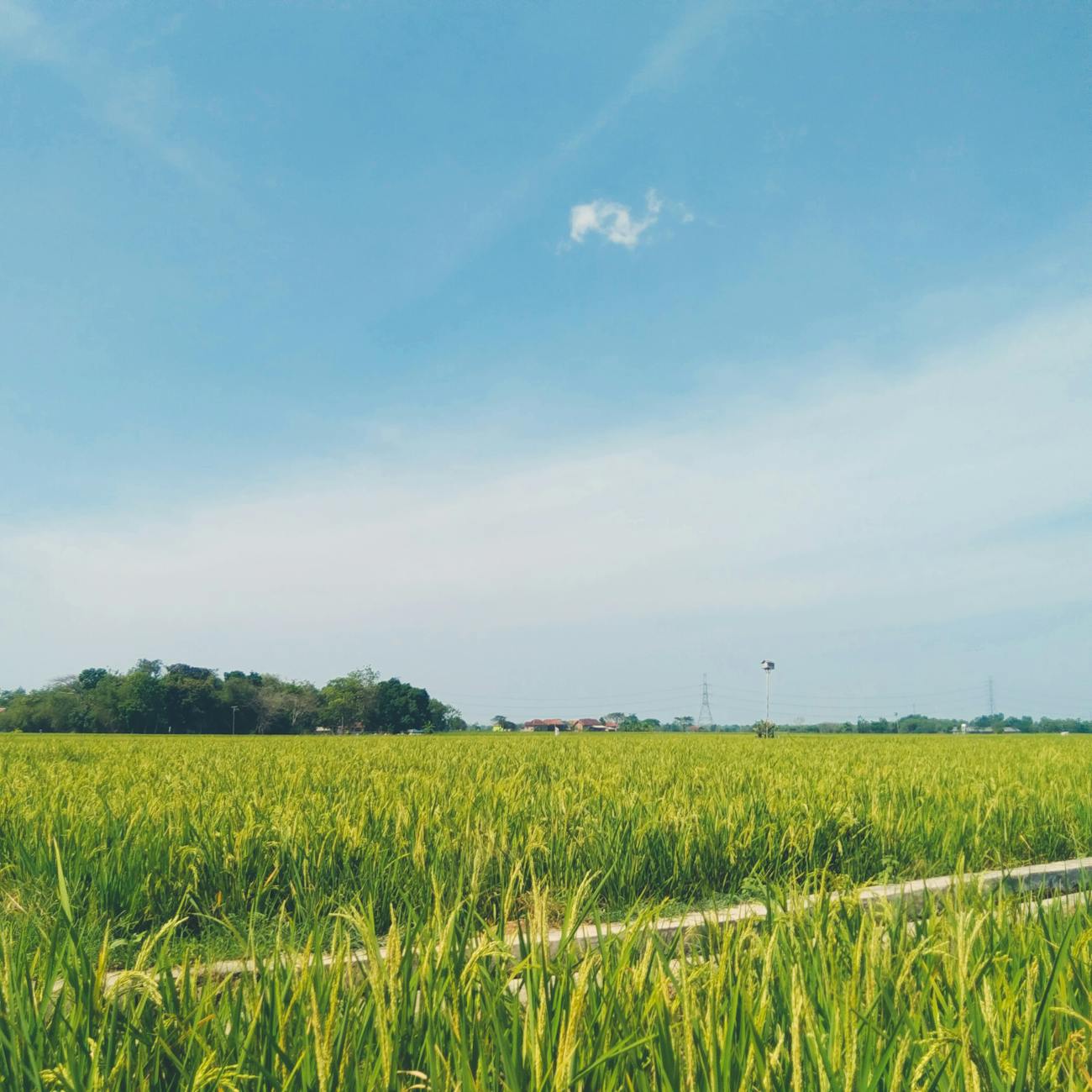 Agribusiness Market Research and Analysis