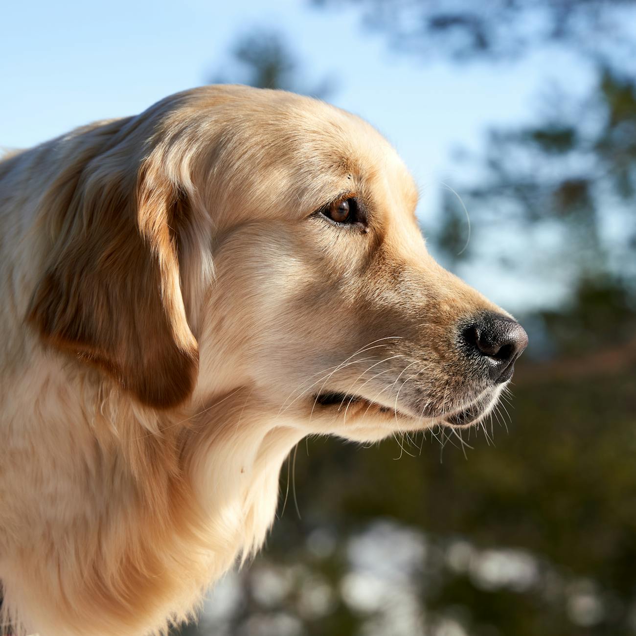 Canine Nutrition and Diet