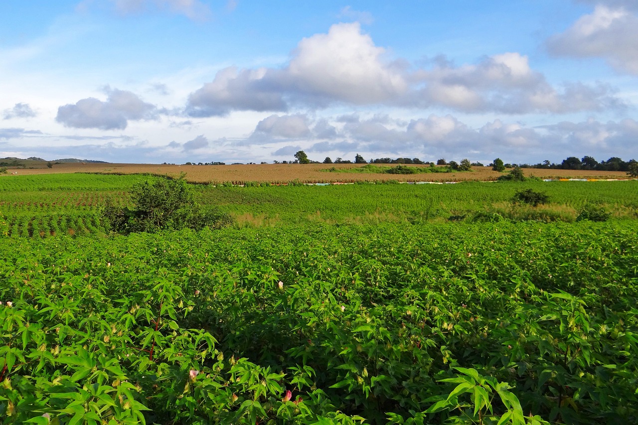 Harvesting and Cotton Ginning