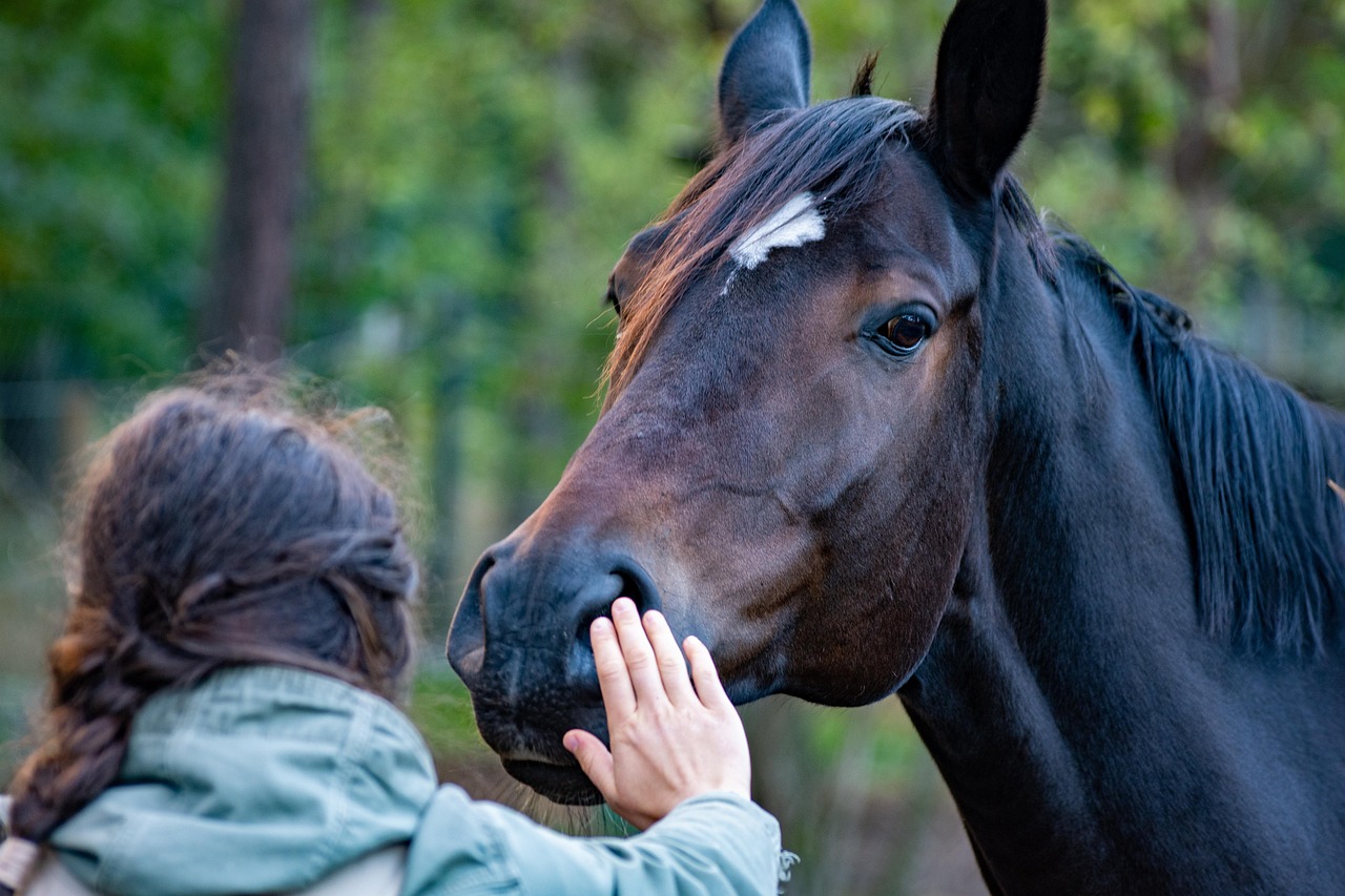 Equine Lameness Assessment
