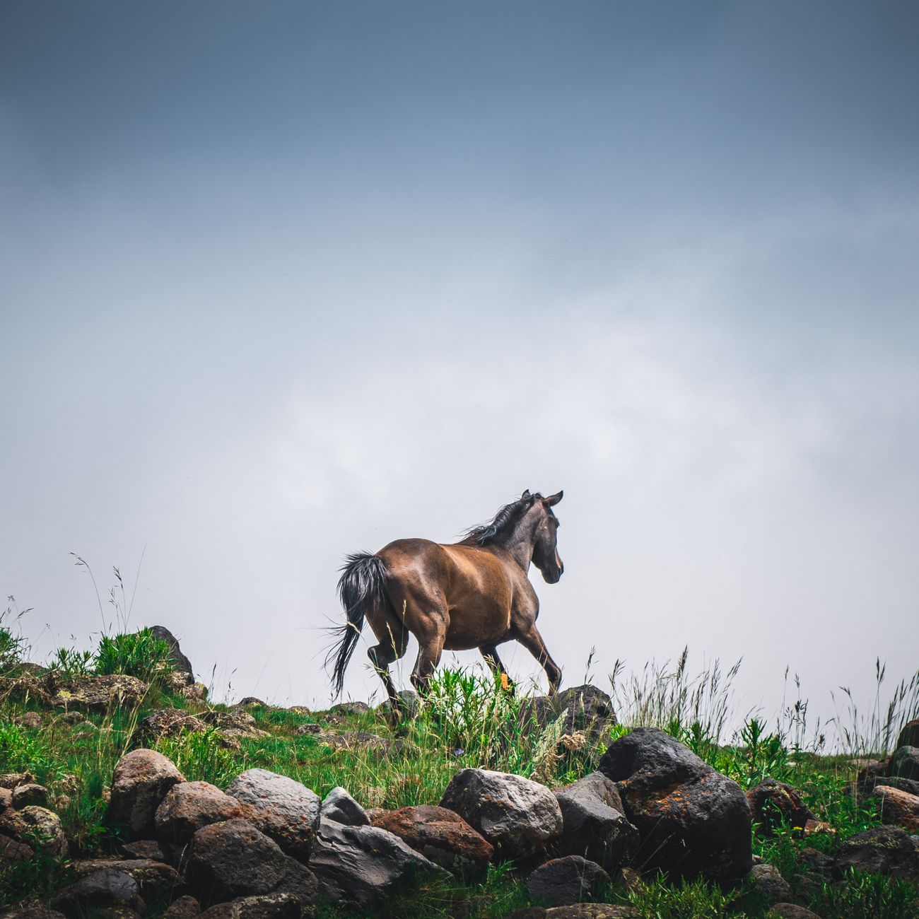 Equine Conformation and Movement