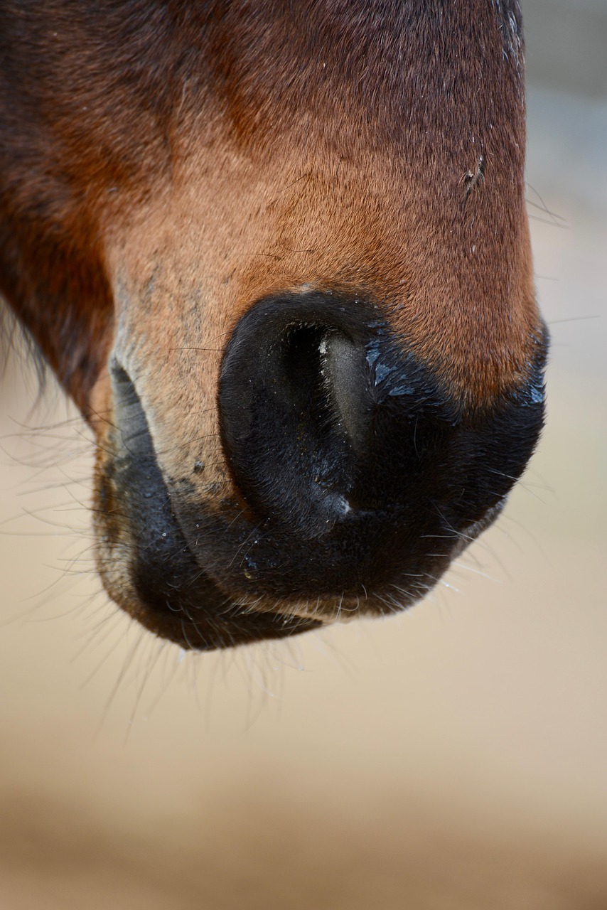 Equine Sports Medicine