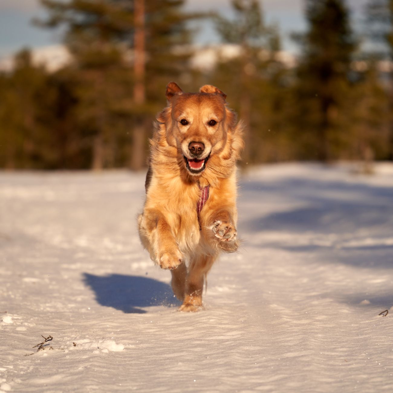 * Vitamins and Minerals for Canine Health