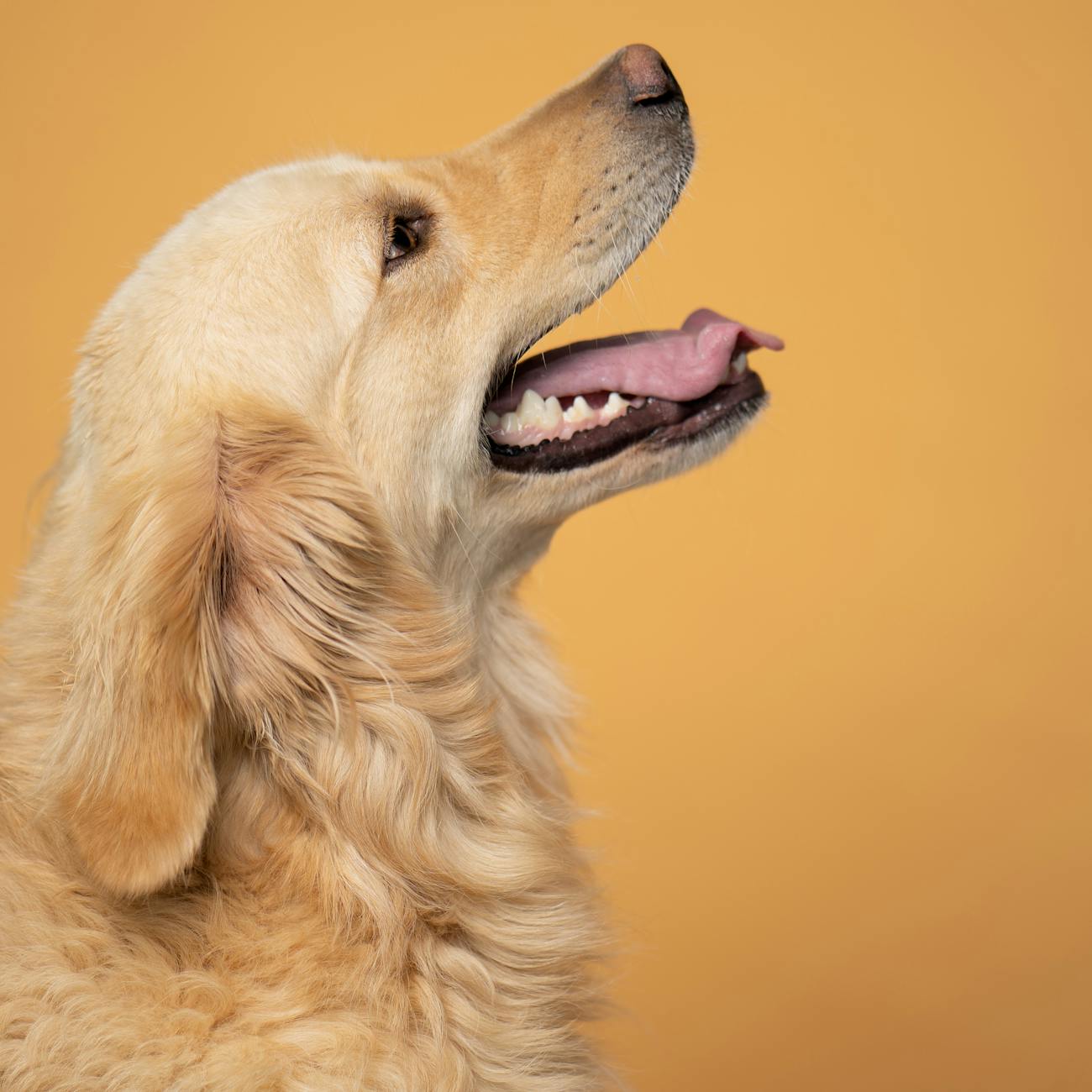* Evaluating and Choosing Commercial Dog Foods