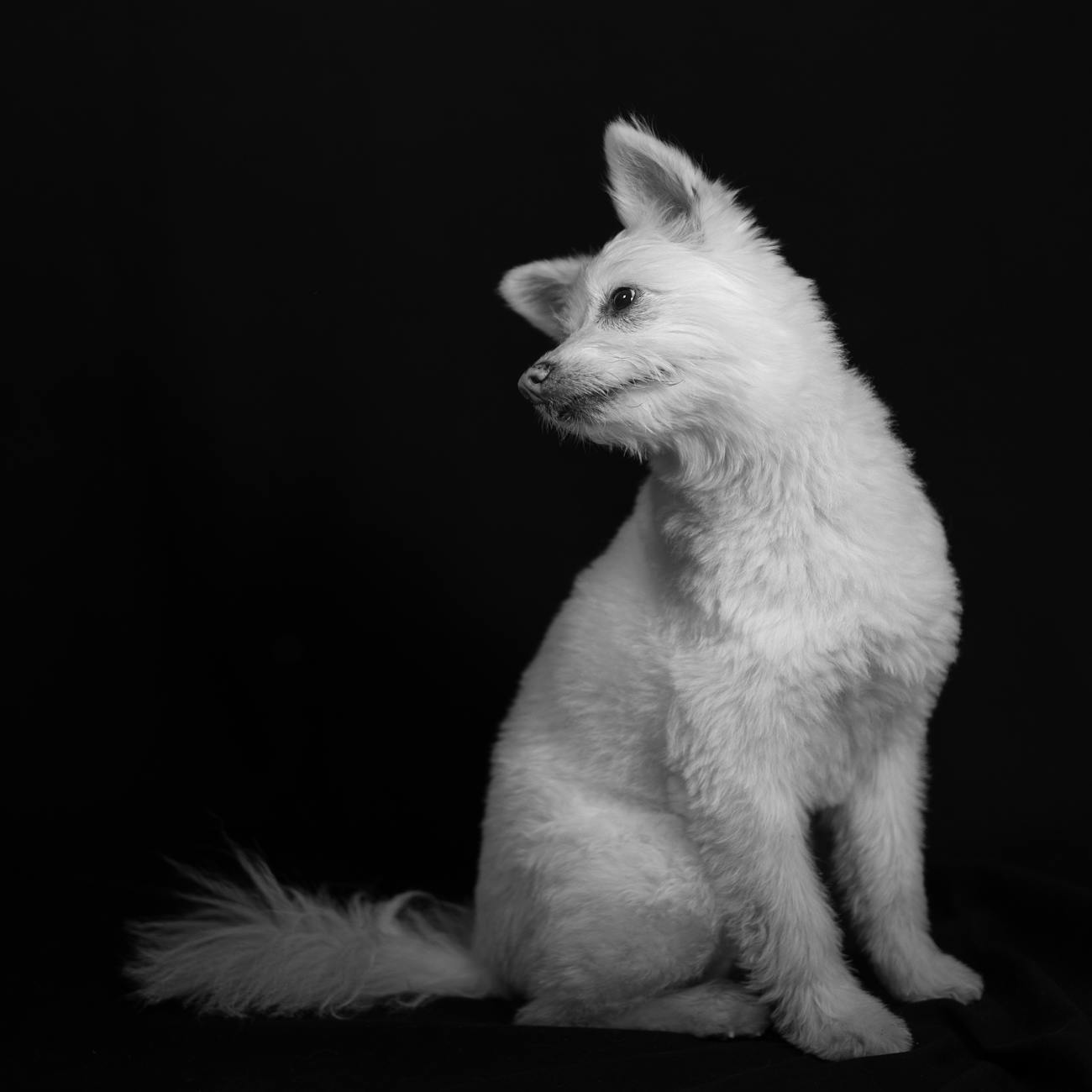 * Putting it All Together: Formulating Balanced Canine Diets