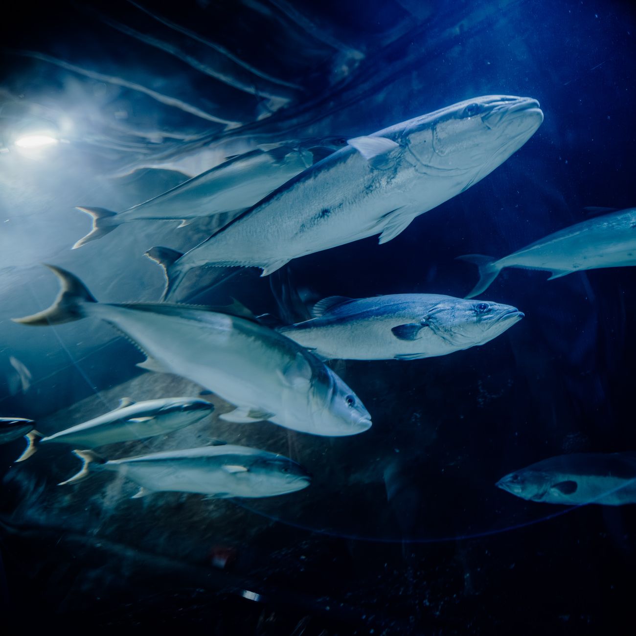 Aquaculture Engineering and Technology