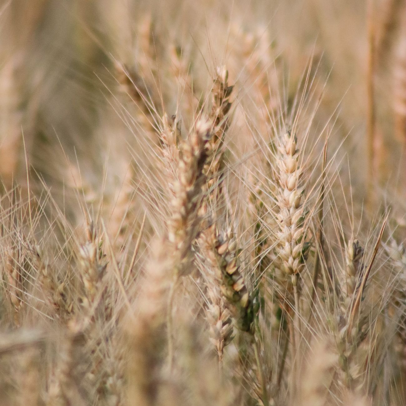 Introduction To Commodities Hedging