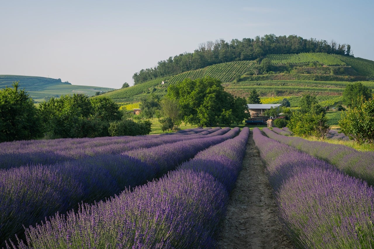 Lavender Plant Biology